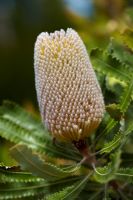 Banksia burdettii - Burdett's Banksia, native to Western Australia
