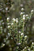 Pimelea nivea (Coastal Form) - Rice flower. Native Australian.

