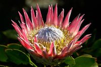 Protea cynaroides - King Protea 