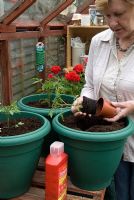 Woman re-potting 'Moneymaker' tomato plants into final containers for greenhouse cultivation