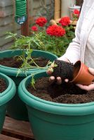 Woman re-potting 'Moneymaker' tomato plants into final containers for greenhouse cultivation