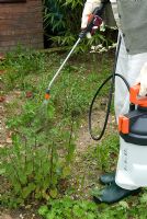 Woman pressure spraying nettles and other weeds on open ground with weedkiller