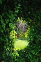 Hedera - Window surrounded by ivy
