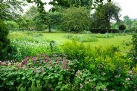 View of country garden in spring with ground cover under trees in foreground of hardy Geraniums and Euphorbia. Patches of long grass left unmown where bulbs are growing 
