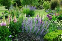 Bee friendly border. Anchusa, Allium x hollandicum, Foxgloves, Linaria, Nepeta and Phacelia - Cambridge Botanic Gardens