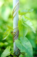 Calystegia sepium - Hedge bindweed