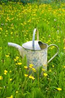 Buttercup meadow with watering can