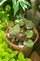 Saxifraga sarmentosa - Strawberry Begonia in pot