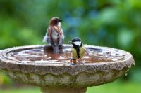 Parus major - Great tit and House sparrow on bird bath