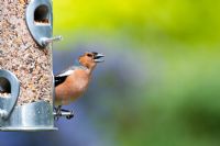 Fringilla Coelebs - Male chaffinch singing on a bird seed feeder