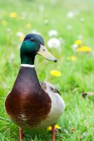 Anas platyrhynchos - Male mallard duck in garden