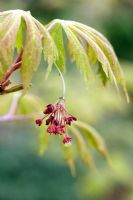 Acer japonicum 'Aconitifolium'. Flowers and spring foliage