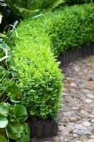 Low clipped Buxus - Box hedge