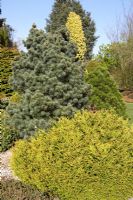 Thujopsis dolabrata 'Nana', Pinus strobus 'Compacta', Pinus heldreichii 'Schmidtii' and  Chamaecyparis lawsoniana 'Hillieri' at The Sir Harold Hillier Gardens in Spring.