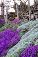 Rock plants spreading down a hillside.  Aubretia 'Hartswood Purple' and Cerastrium Tomentosum.