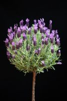 Lavandula stoechas 'Anouk' - French Lavender bush against black background