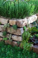 Stone wall with Rosmarinus - Rosemary hedge. The Go Modern Garden, Silver medal winner at RHS Chelsea Flower Show 2010