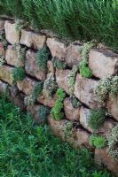Dry stone wall with Rosmarinus - Rosemary hedge. The Go Modern Garden, Silver medal winner at RHS Chelsea Flower Show 2010
 