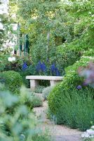 Gravel path leading to a curved, sandstone seat under Betula, surrounded by Anchusa 'Loddon Royalist' and Lavandula.  The M&G Garden, Gold medal winner, RHS Chelsea Flower Show 2010 