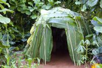 Ficus carica - Fiddleback Fig and leaf hut. Green and Blacks Rainforest garden, Gold Medal Winner, RHS Chelsea Flower Show 2010 