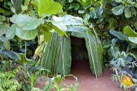 Ficus carica - Fiddleback Fig and leaf hut. Green and Blacks Rainforest garden, Gold Medal Winner, RHS Chelsea Flower Show 2010 
