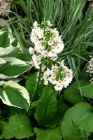 Primula japonica 'Postford White' and Hosta 'Halcyon' - RHS Chelsea Flower Show 2010
