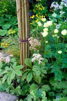 Arch made of twisted Willow, Trollius 'Cheddar', Primula chungensis, Primula japonica 'Potsford White' and Rodgersia aesculifolia 'Irish Bronze' - Music on The Moors, Gold Medal winner at RHS Chelsea Flower Show 2010