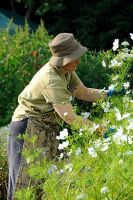 Lady cutting white Cosmos at Chiswick House Kitchen Garden in London.