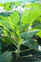 Brassicas growing beneath netting to protect from pests including cabbage white butterfly and pigeons