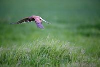 Falco tinnunculus - Kestrel hovering above grass field