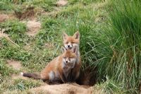 Vulpes vulpes - Fox cubs sitting at earth entrance
