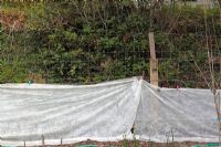 Protecting transplanted Runner Beans from frost with fleece