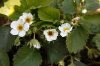 Strawberry showing frost damage to flowers