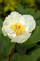 Paeonia mlokosewitschii - Molly the Witch