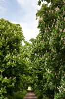 Aesculus Hippocastanum - Avenue of flowering Horse Chestnut trees