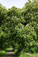 Aesculus Hippocastanum - Avenue of flowering Horse Chestnut trees 