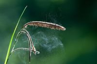 Carex pendula - Pendulous Sedge. Pollen being released from Sedge grass in the English countryside
 
