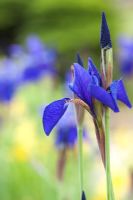 Iris sibirica - Siberian Iris 'Caesars Brother'