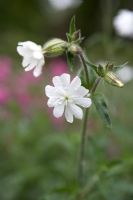 Silene latifolia ssp. 'Alba' - White Campion