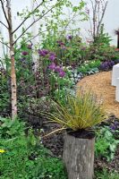 Libertia peregrinans planted in a tree stump, sitting in border with Alliums, Dicentra and Aquilegia - RHS Malvern Spring Gardening Show