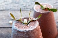 Mistletoe decorating clay pots covered in frost