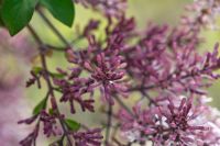 Syringa julianae 'Hers' - Lilac