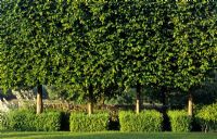 Tilia cordata - Row of pleached lime trees underplanted with boxwood hedges 