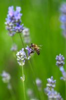 Honey bee feeding on lavender