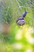 Snail moving through fennel