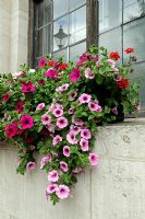 Municipal window box full of dark and pale pink Petunias with street light reflected in window, Islington Central Library, London, UK