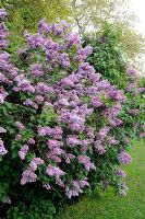 Syringa vulgaris - Lilac bush in hedge