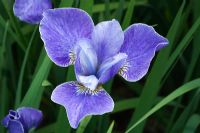 Iris sibirica 'Silver Edge'