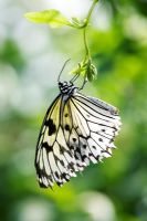Idea leuconoe - Tree Nymph Butterfly 