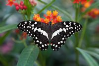 Papillo demodocus butterfly on Asclepias - Milkweed - Future gardens, Hertfordshire